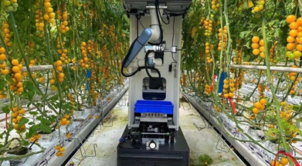 Китайська компанія K2 TECH (Qogori) розпочала випробування робота для збору томатів у теплицях Європи. Розробка покликана допомогти виробникам подолати дефіцит робочої сили та знизити витрати на збирання врожаю. Китайська компанія K2 TECH випробовує в Європі робота для збору томатів - INFBusiness