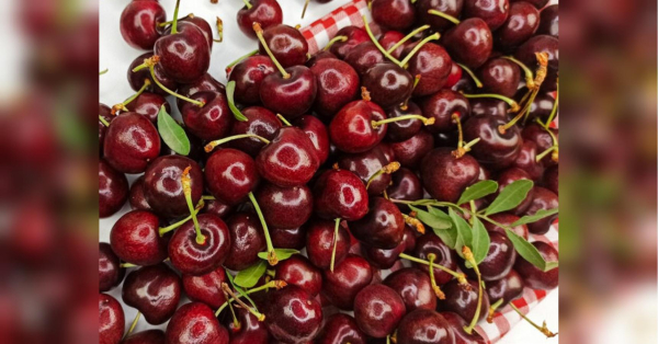 Солодка черешня влітку не лише популярні ласощі, а й продукт, який може позитивно впливати на стан серцево-судинної системи. Зокрема, її вживання пов’язують із м’яким регулюванням артеріального тиску. Водночас фахівці наголошують: користь залежить від кількості спожитих ягід і стану здоров’я людини. Про це пише Pixelinform. Чи можна їсти черешню при високому тиску: користь, норма та протипоказання - INFBusiness