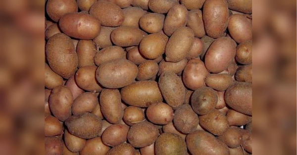 Улюблений українцями продукт подешевшав на 15% за тиждень, щоправда, є й мінус - INFBusiness