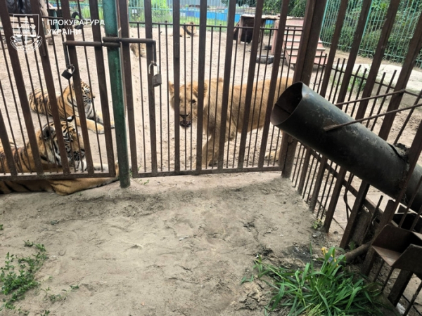 Хотіли погодувати тигрів: у приватному зоопарку на Полтавщині левиця вхопила дитину за ногу - INFBusiness