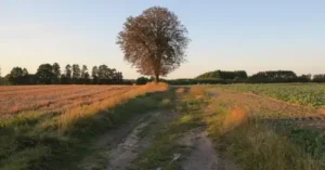 Твоє коло шахрайства: компанія, що найбільше рекламує здорожчання землі, заганяє інвесторів у кабальні умови