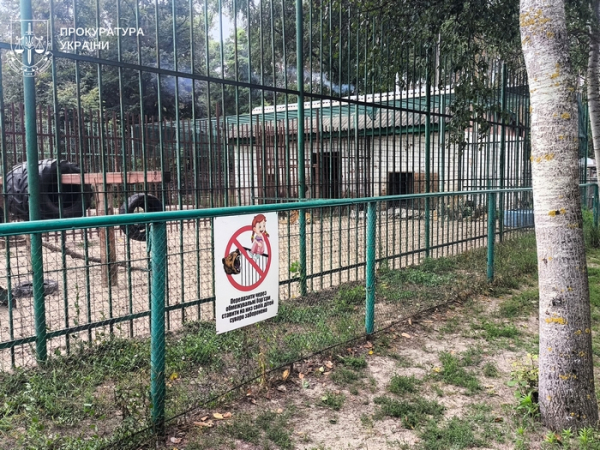Хотіли погодувати тигрів: у приватному зоопарку на Полтавщині левиця вхопила дитину за ногу - INFBusiness