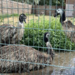 Охолоджені соки для мавп, басейн для левів та обливання водою для страусів: як в екопарку під Полтавою рятують від спеки понад 7 тисяч тварин і птахів - INFBusiness