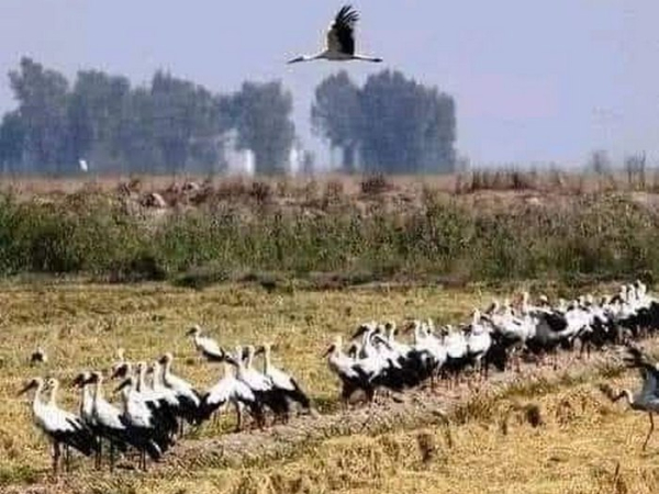 Ноги лелек біліють у спеку, а в серпні до них повертається пристрасть: вчений підвів підсумки сезону гніздового життя Грицика й Одарки - INFBusiness