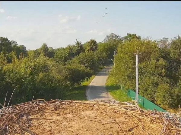 Ноги лелек біліють у спеку, а в серпні до них повертається пристрасть: вчений підвів підсумки сезону гніздового життя Грицика й Одарки - INFBusiness