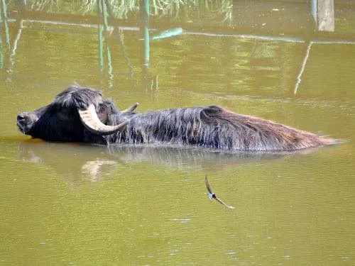 Охолоджені соки для мавп, басейн для левів та обливання водою для страусів: як в екопарку під Полтавою рятують від спеки понад 7 тисяч тварин і птахів - INFBusiness