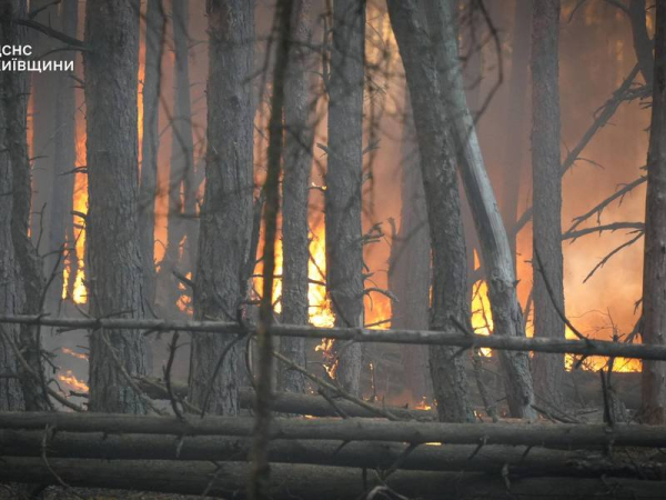 Залучили авіацію і рятувальників із областей: на Київщині вирує масштабна лісова пожежа (фото, відео) - INFBusiness