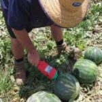 SMART Melon визначає стиглість кавуна без розрізання - INFBusiness