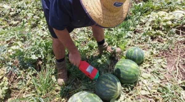 SMART Melon визначає стиглість кавуна без розрізання - INFBusiness