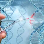 Вчені вперше відредагували гени мокреців Culicoides - INFBusiness