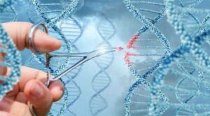 Вчені вперше відредагували гени мокреців Culicoides