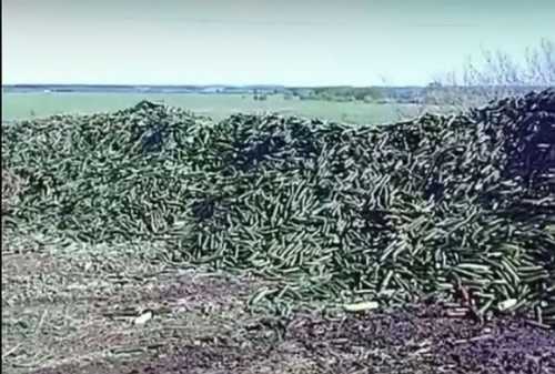 На росії не вистачає робітників – огірки з теплиць везуть на звалище - INFBusiness