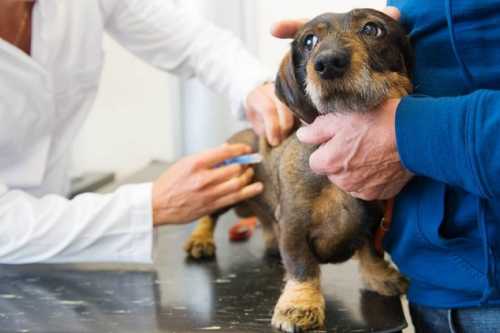 Ситуація щодо сказу тварин на Кіровоградщині залишається напруженою - INFBusiness